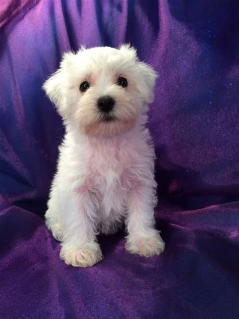 All White Female Miniature Schnoodle Pup For Sale Professionally Bred