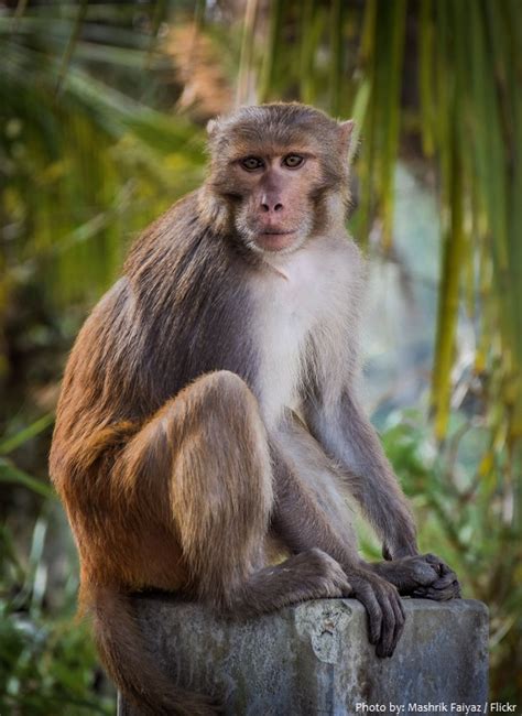 Interesting Facts About Rhesus Macaques Just Fun Facts