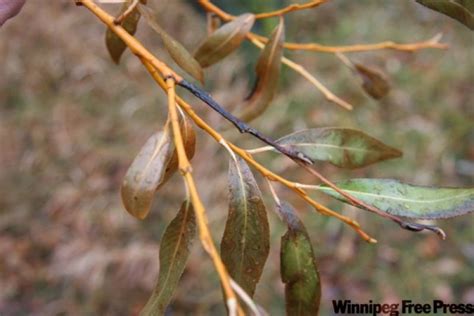 Tree Care Willows At War Winnipeg Free Press Homes