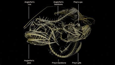 Science A Look Inside The Belly Of The Hairy Angler Financial Times