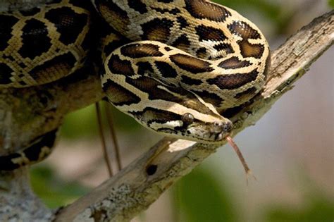 5 Common Types Of Snakes In Myanmar — Titan