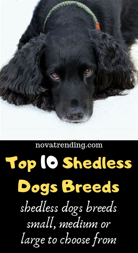 Top 10 Shedless Dogs Breeds Shedless Dogs Breeds Dog Breeds Dog