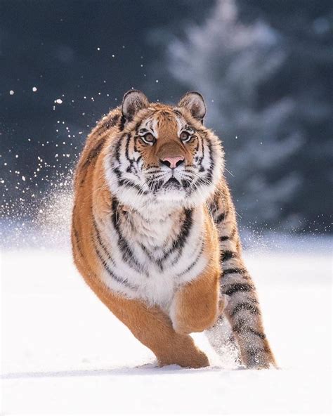 Siberian Tiger Running In The Snow 🐅 ️ Photo B Fotos De Animais
