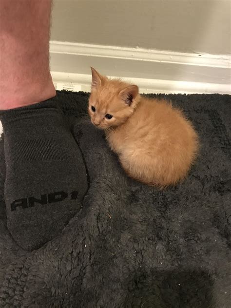 Our Four Week Old Foster Kitten Taco Already Knows How To Loaf Like A