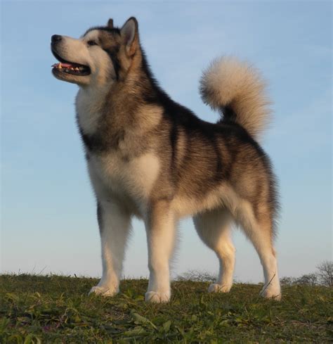 Alaskan malamutes like to roam outside and need a large yard or acreage. Alaskan malamute pictures | Dogs, breeds and everything ...