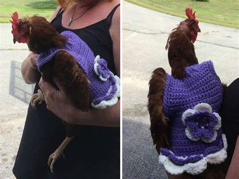 These Fashionable Chickens Are Ready For Fall With Their Stylish