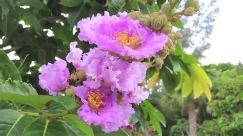 The native tree has a rounded shape and is deciduous, with foliage changing to bright red in fall. Flowering Trees Southwest Florida - YouTube
