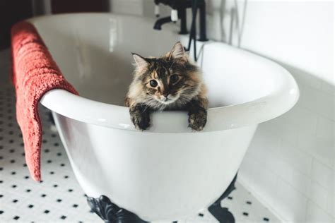 10 Tips To Succesfully Bathe Your Cat Without Dying In The Process