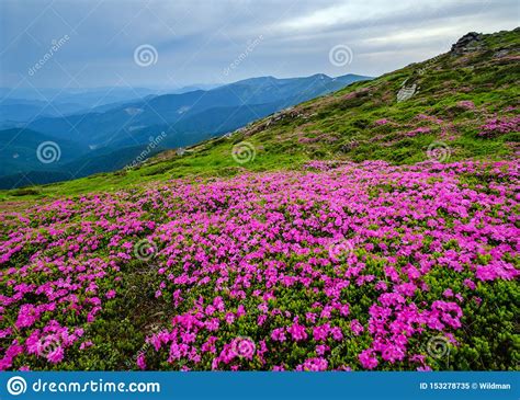 Pink Rose Rhododendron Flowers On Summer Mountain Slope Stock Image