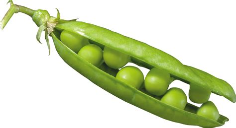 Peas In A Pod PNG Image PurePNG Free Transparent CC0 PNG Image Library