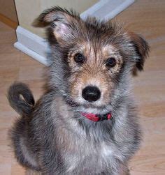 Find a berger picard puppy from reputable breeders near you and nationwide. 9 Best Berger picard images | Herding dogs, Dog breeds, Dogs
