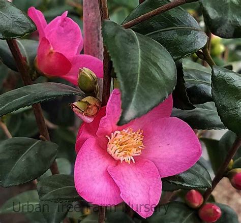 camellia hybrid koto no kaori urban tree farm nursery