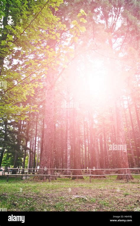 Sun Shining Through Trees In Fores Stock Photo Alamy