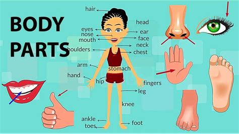 Body Parts Vocabularylearning Bodyparts For Kidslearn