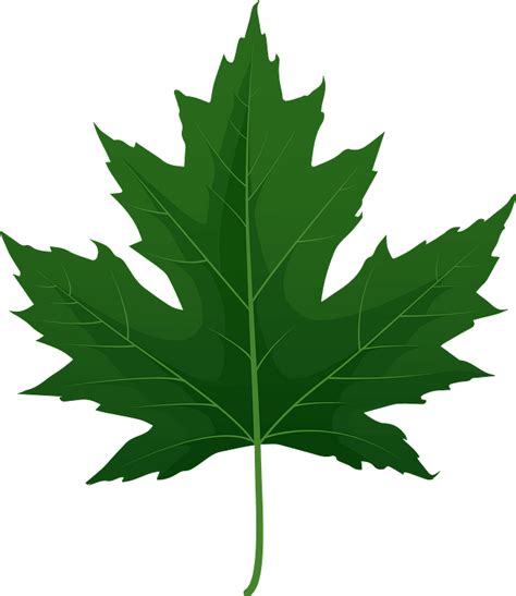 Silver Maple Green Leaf Clipart Free Download Transparent Png Creazilla