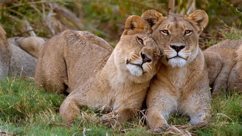 Wild Lion Romance Love Together Hd Wallpapers