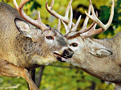 Photographing Deer In Rutting Season Our Canada