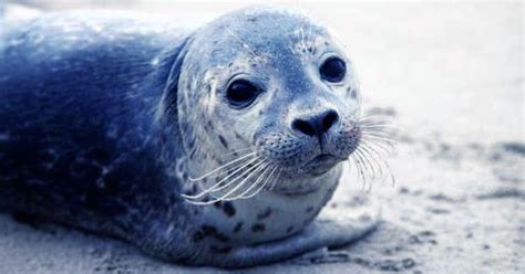 Baby Seals Can Alter Their Tone Of Voice To Get Moms Attention Just