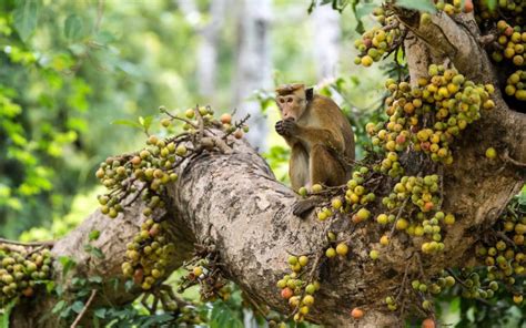 Apes Mammals Trees Fruit Animals Nature Wallpapers Hd Desktop