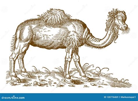 Dromedary Camelus Dromedarius Standing In The Sahara Desert In Front Of