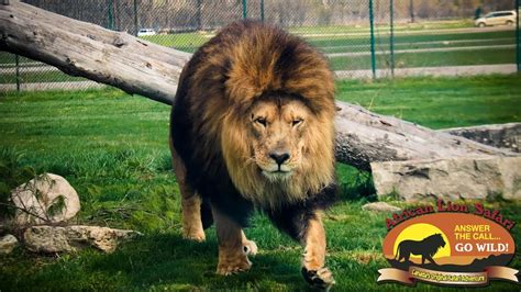 Youtube African Lion Safari Kopolsystems