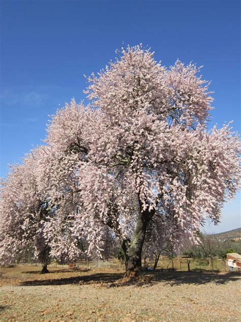 Declaran Al Almendro Real Como árbol Singular De Extremadura