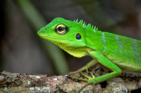The Kambatik Park Bintulu Reptilia Watch Album Green Crested Lizard