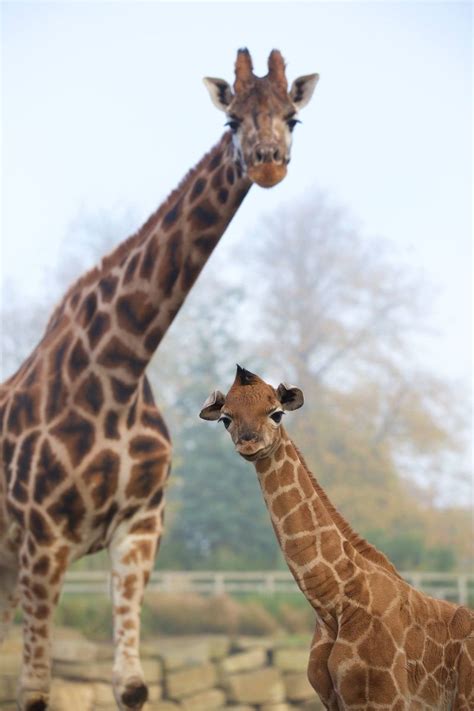 Rothschild Giraffe Born At Dublin Zoo Zooborns