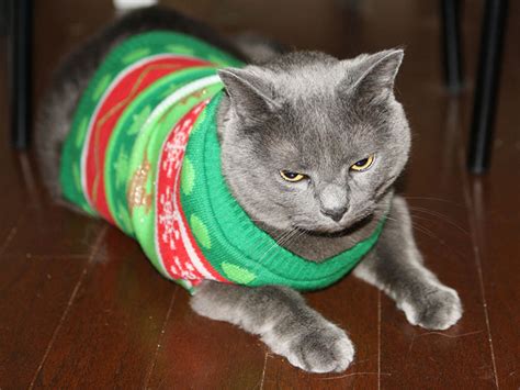 Cats In Sweaters