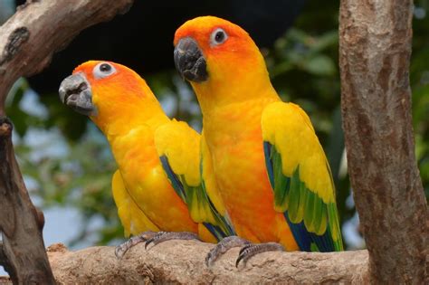 Top 10 Most Beautiful Parrots In The World