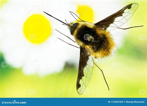 Large Bee Fly Dark Edged Bee Fly Bombylius Major Stock Image Image