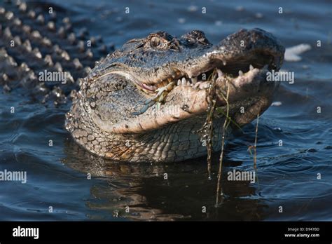 American Alligator Eating Prey Stock Photo Alamy