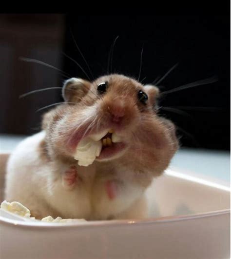 Psbattle Hamster With A Mouthful Of Popcorn X Post From Raww