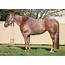 PRICE REDUCED Red Roan Mare By OIABB  Cutting Horse Central
