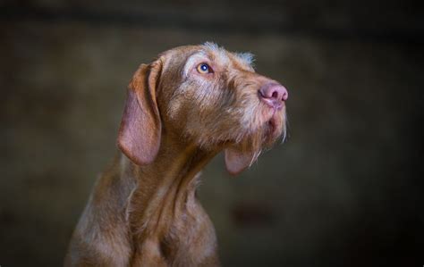 It has all the helpful information you need to know from these. Wirehaired Hungarian Vizsla puppies for sale. | Huntingdon ...