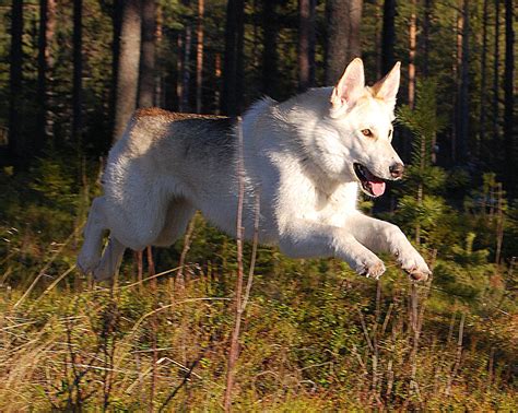 Kunming Wolfdog Breed Guide Learn About The Kunming Wolfdog