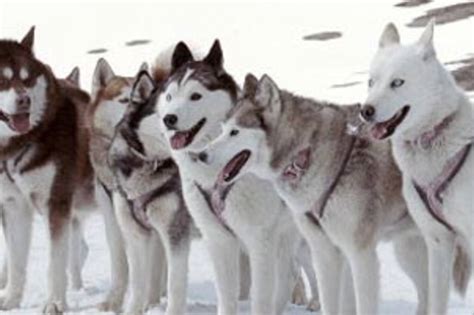 See agents for this cast & crew on imdbpro. EIGHT BELOW - Go for the dogs