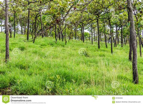 Natural Landscape Of Asian Tropical Savanna Forest Stock Image Image