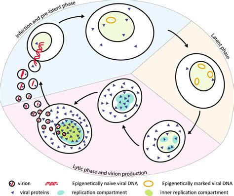The Tripartite Life Cycle Of Ebv Infection And Pre Latent Phase Light
