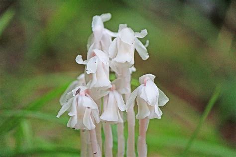 A Walk In The Woods Photographing Wild Mushrooms On Bruce Trail