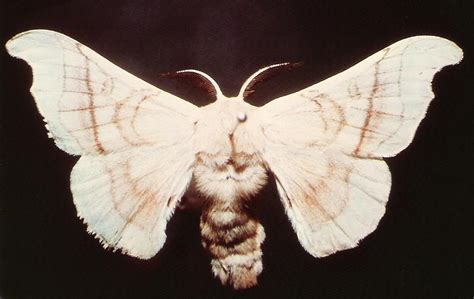 Bombyx Mori Alchetron The Free Social Encyclopedia