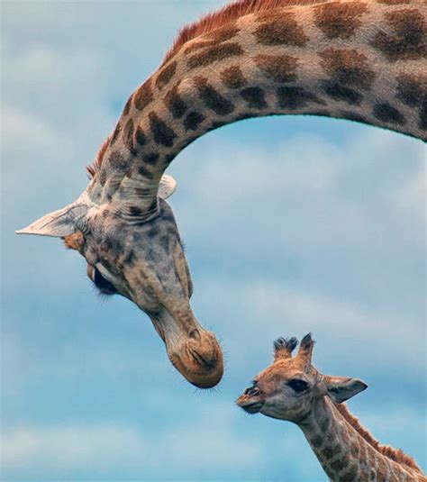 Africa Tenderness Ii Female Giraffe With Her Calf Kariega Game
