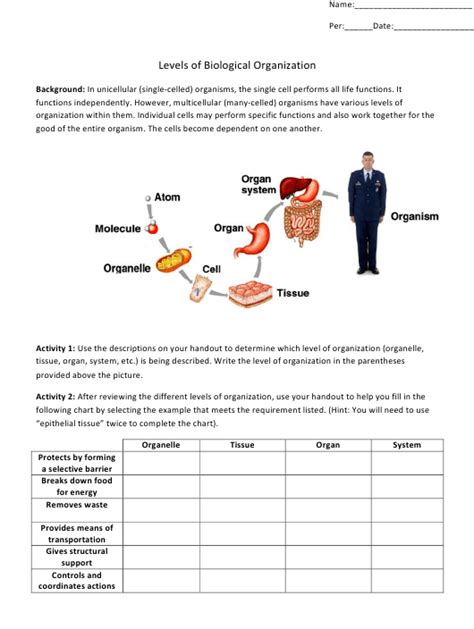 Levels Of Organization Anatomy Anatomy Diagram Book