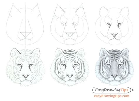 How To Draw A Tiger Face Head Step By Step Easydrawingtips Easy
