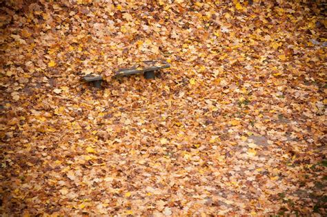 Bench And Maple Leaves In City Park In The Autumn Stock Image Image