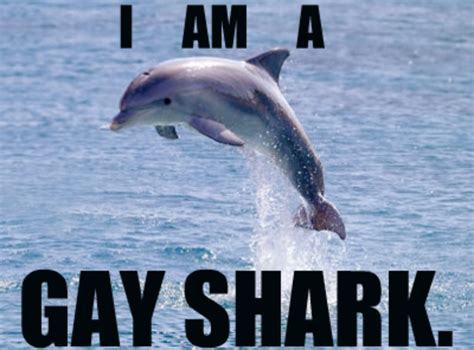 Image 82910 Dolphins Are Gay Sharks Know Your Meme