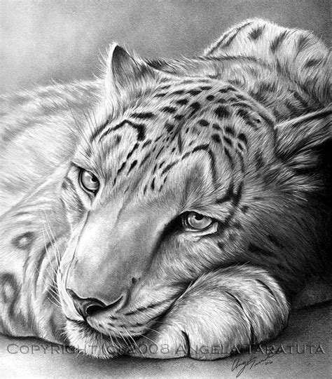 Realistic Cool Drawings Of Animals Clickandno4
