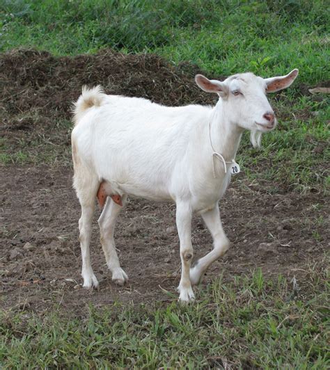 5 Best Dairy Goat Breeds For The Small Farm American