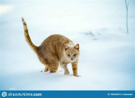 funny red cat on the snow stock image image of funny 156028619