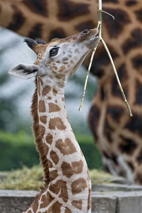 Giraffe Baby And Twig The Three Weeks Old Baby Giraffe Pla Flickr